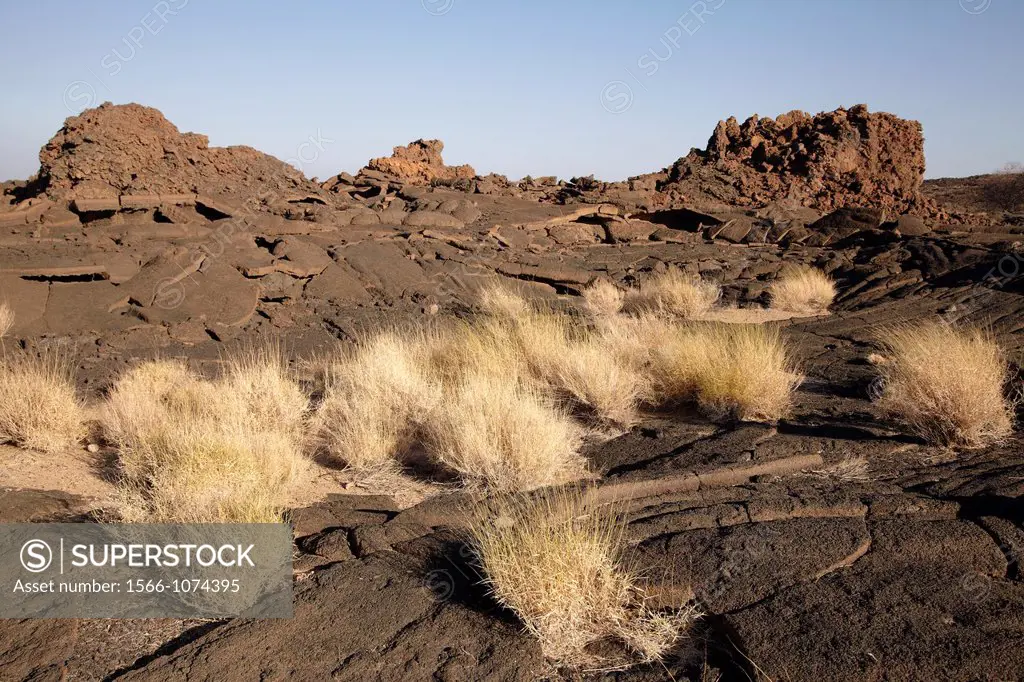 Dry grass and volcanic rock on the road to the volcano Erta Ale, Afar Region, Ethiopia, Africa