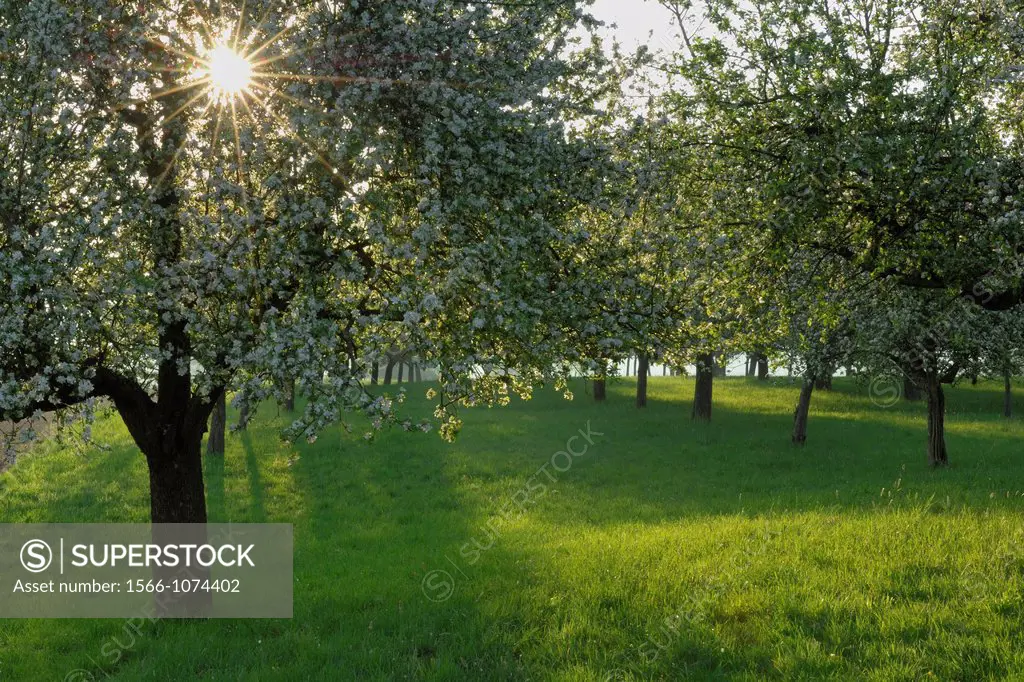 Blooming Apple Tree with Sun, Spessart, Bavaria, Germany