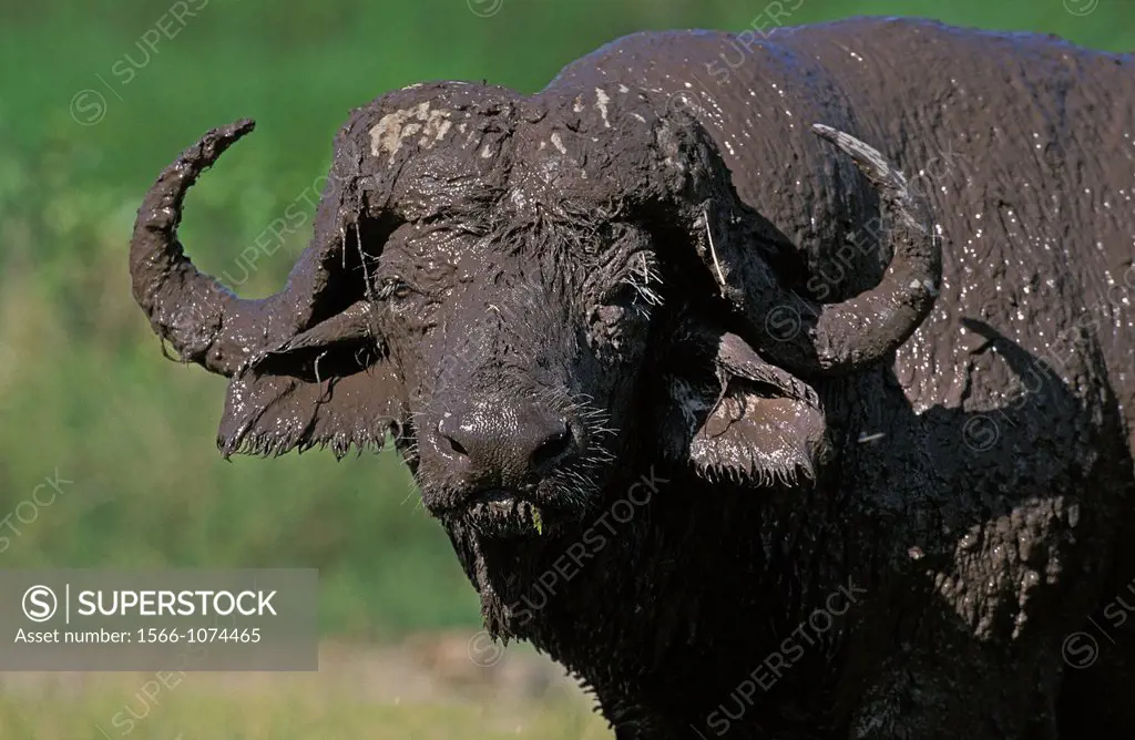African Buffalo, syncerus caffer, Adult having Mud Bath, Serengeti Park in Tanzania