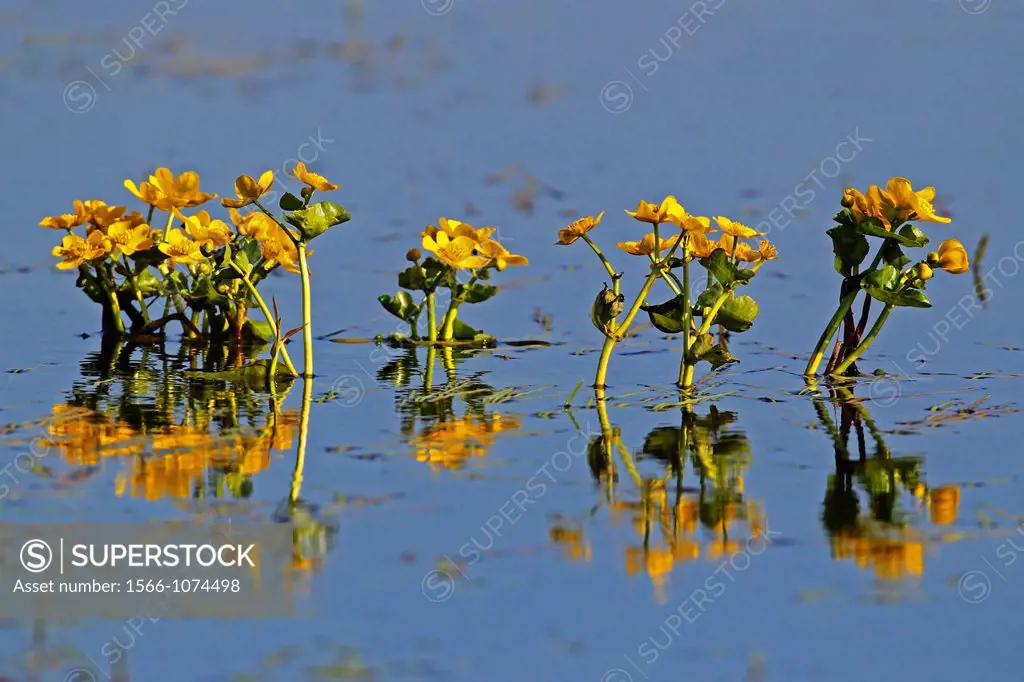 Marigold on a flooded meadow Biebrza National Park Poland.