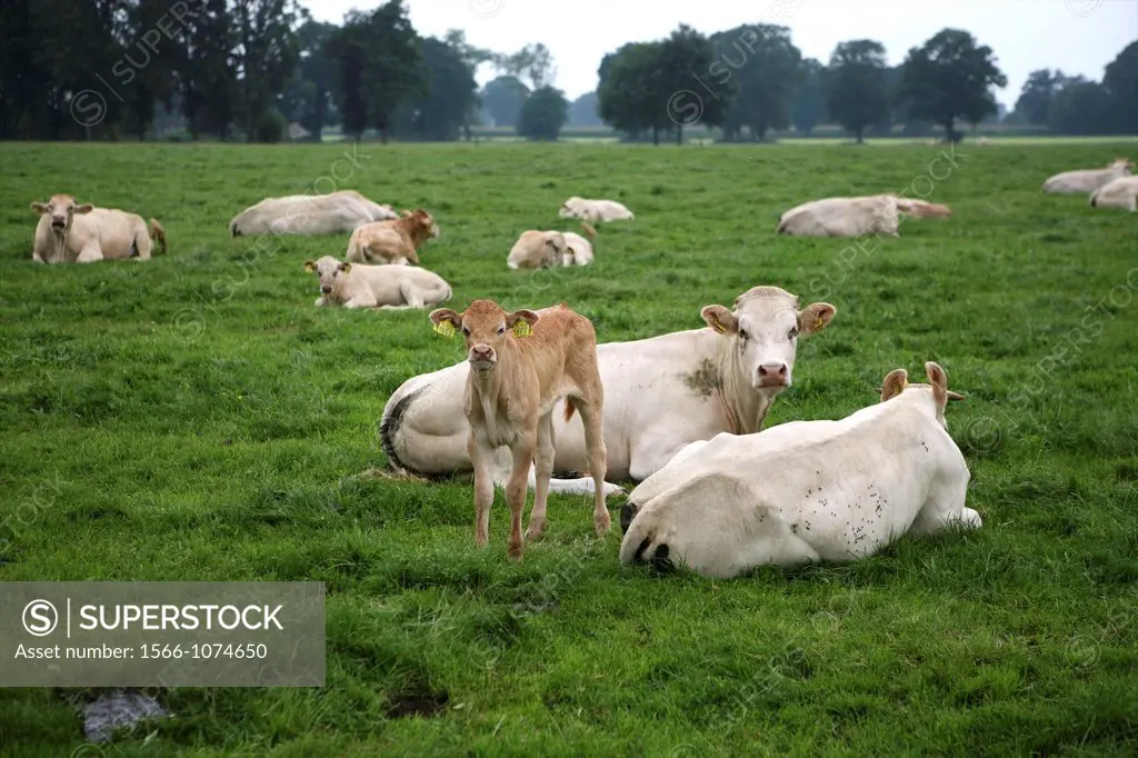 cattle being kept for meat production