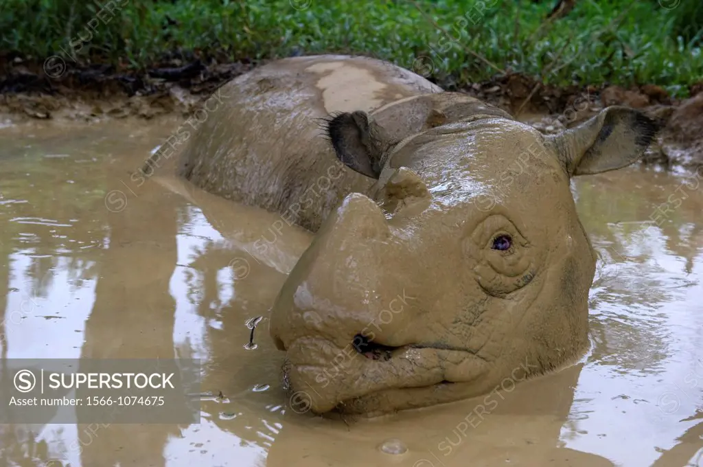 Female Sumatran rhino, Gelogob, named after the river in Sabah, Borneo where she was found  THis animal is blind due to sun damage on her retinas, is ...