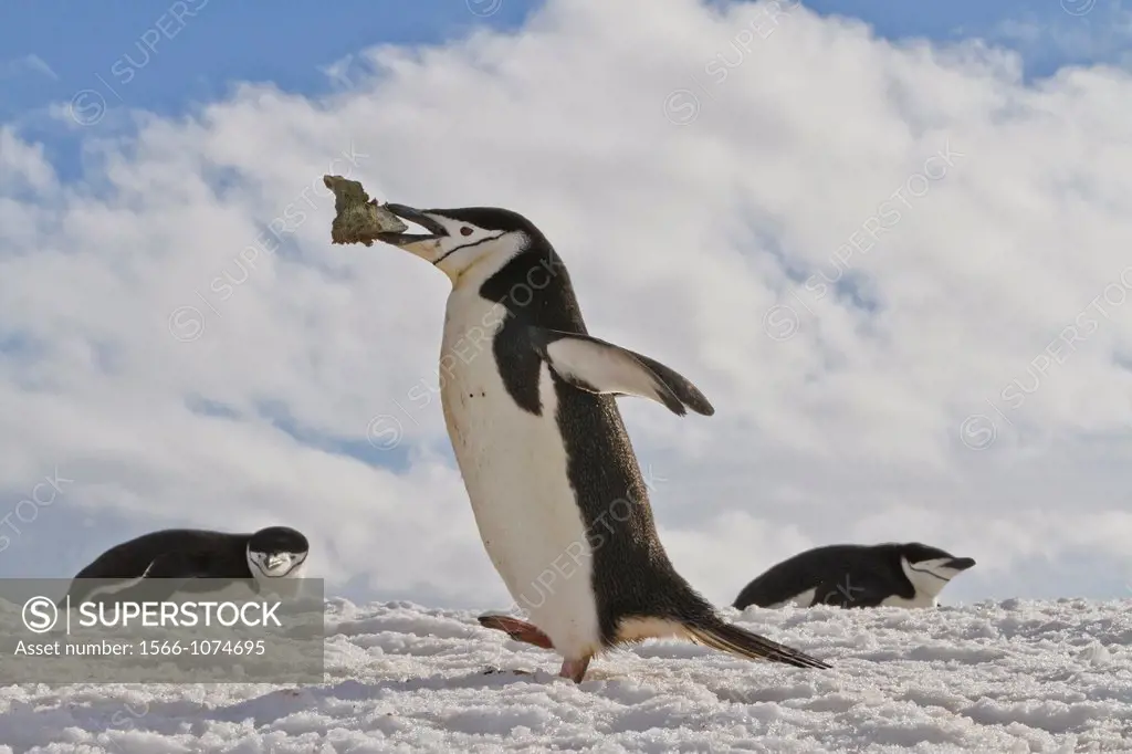 Adult chinstrap penguin Pygoscelis antarctica carrying rock in its beak at breeding colony at Half Moon Island, Antarctica, Southern Ocean