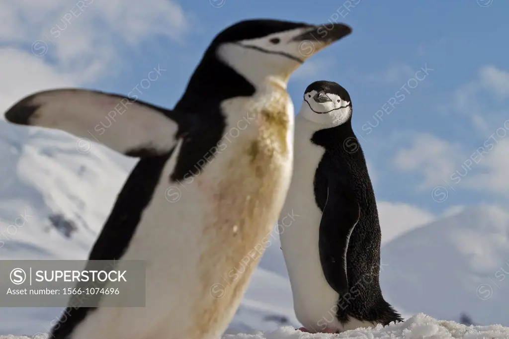 Adult chinstrap penguins Pygoscelis antarctica at breeding colony at Half Moon Island, Antarctica, Southern Ocean