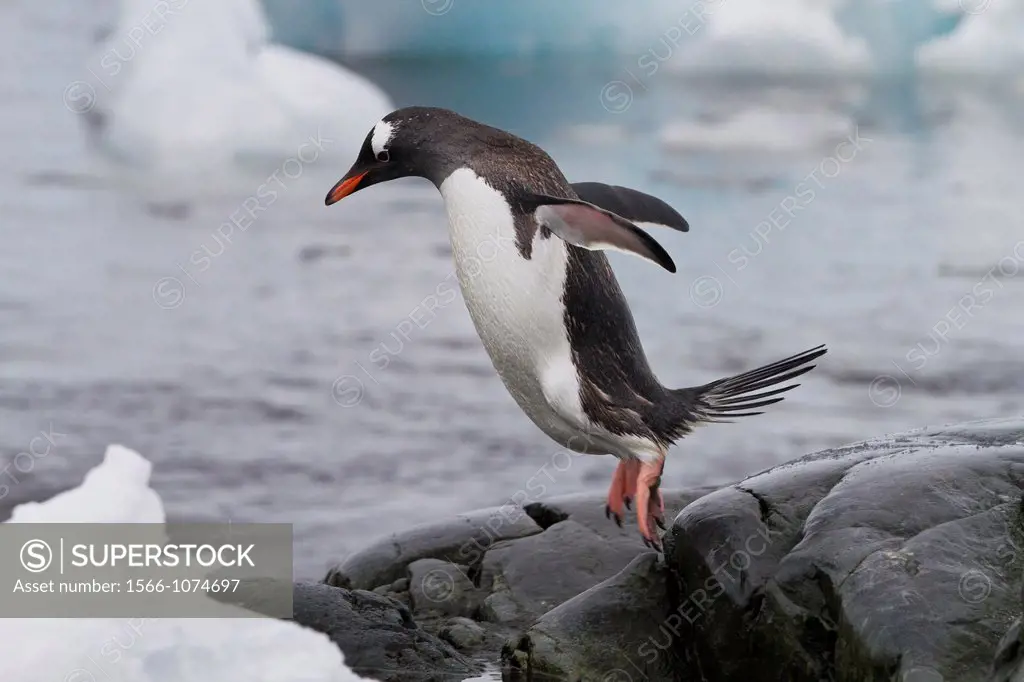 Adult gentoo penguin Pygoscelis papua returning from the sea at Booth Island, Antarctica, Southern Ocean