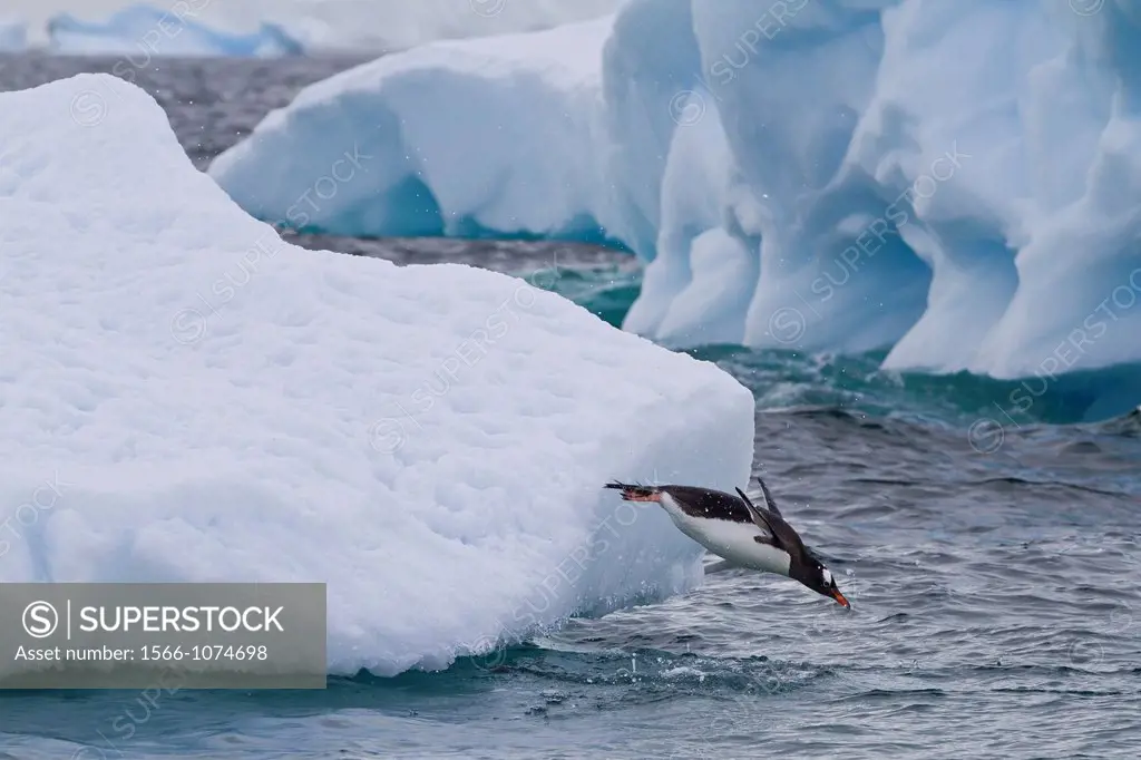 Adult gentoo penguin Pygoscelis papua leaping from iceberg near Booth Island, Antarctica, Southern Ocean