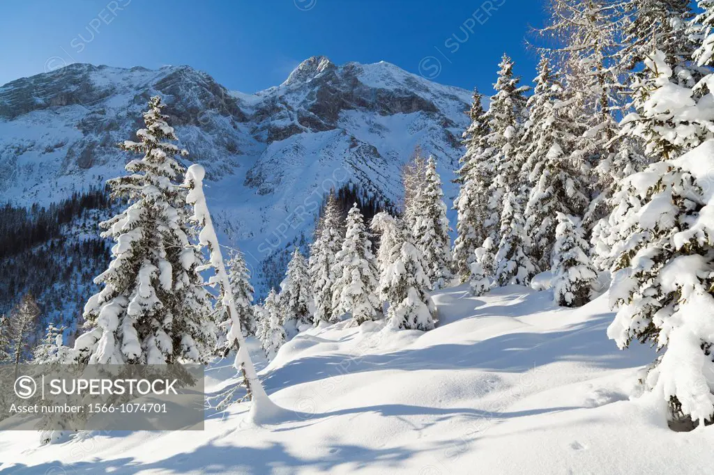 Valley Gaistal with snow during deep winter in Tyrol, Austria Mountain forest with snowed in trees with the Mieminger Crest and peak Hohe Munde as bac...