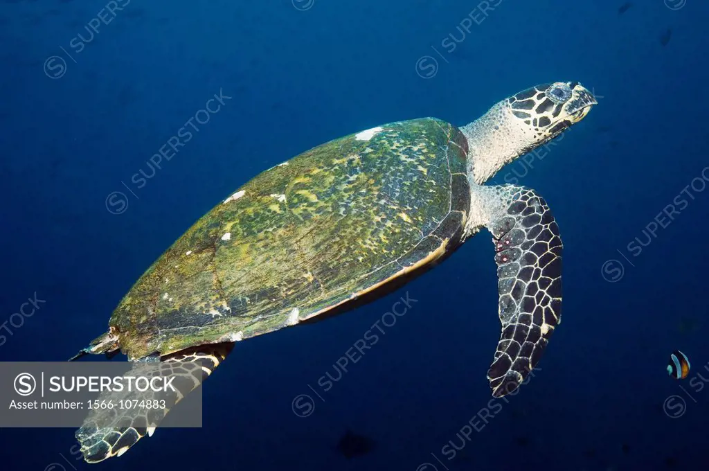 Hawksbill turtle Eretmochelys imbricata  Indonesia