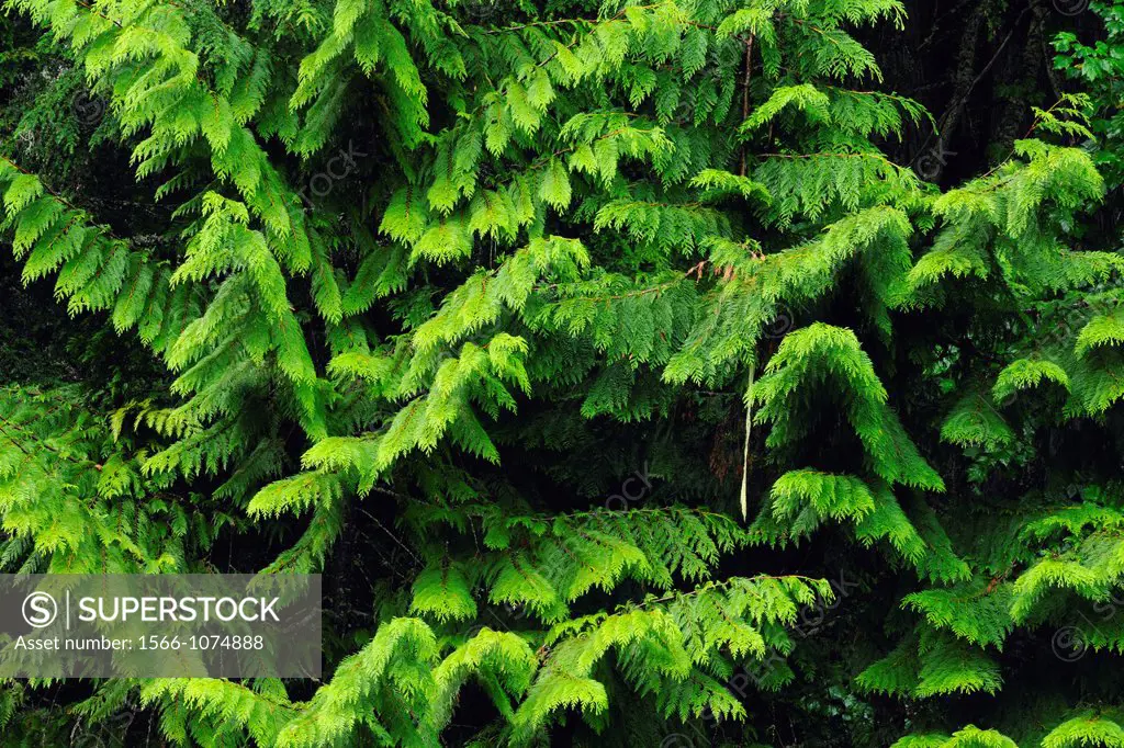 Western Red cedar Thuja plicata boughs, Mount Revelstoke National Park, British Columbia, Canada