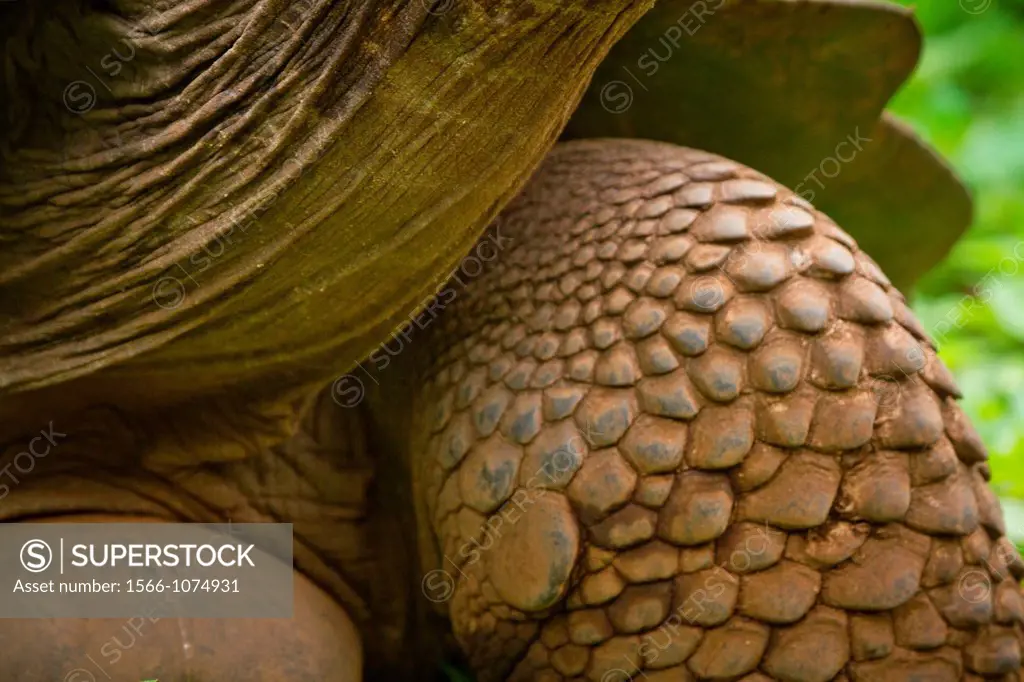Giant Land Tortoise details, Galapagos Islands.