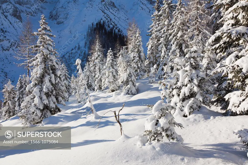 Valley Gaistal with snow during deep winter in Tyrol, Austria Mountain forest with snowed in trees Valley Gaistal is during summer and winter a well k...