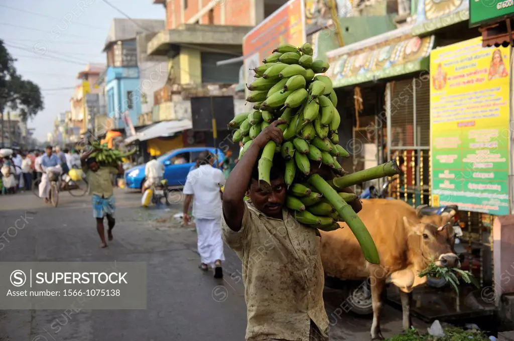 Man holding a large pile of bananas in a street of Puducherry Pondichery,Tamil Nadu,South India,Asia