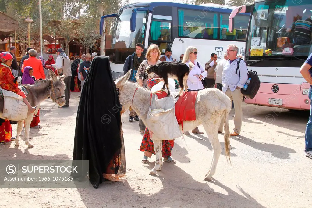 Donkey , street scene , tourism , egyptian