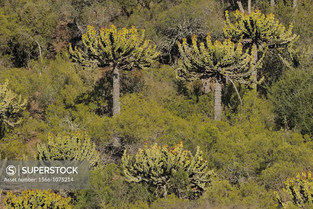 Transvaal Candelabra Tree, Euphorbia cooperi, Ithala National Park, Republic of South Africa.