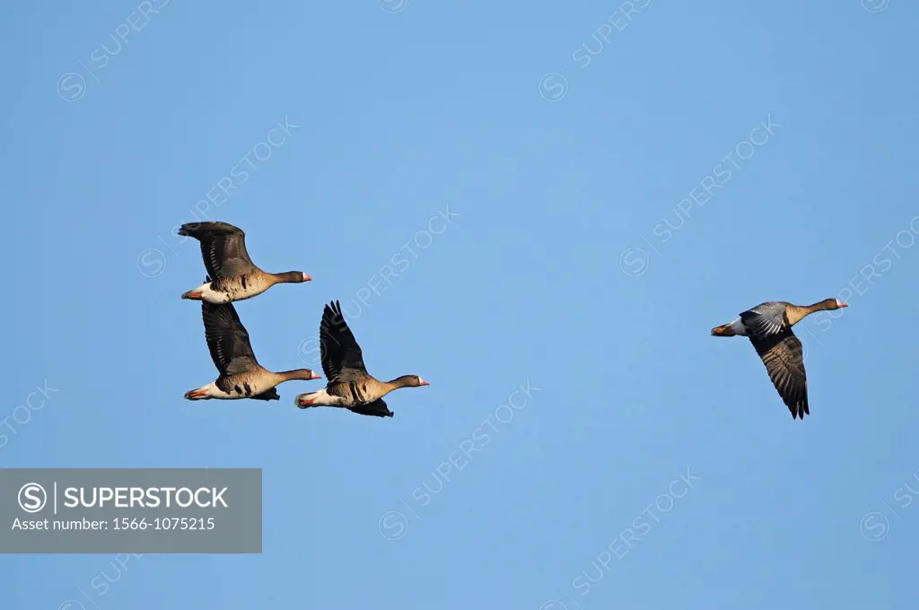 Four white-fronted geese in flight at lower River Rhein, Germany.