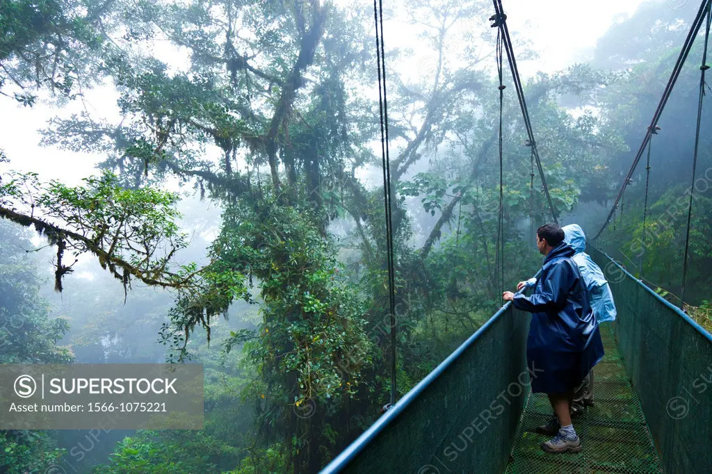 Cloud forest, Monteverde Region, Costa Rica, Central America, America