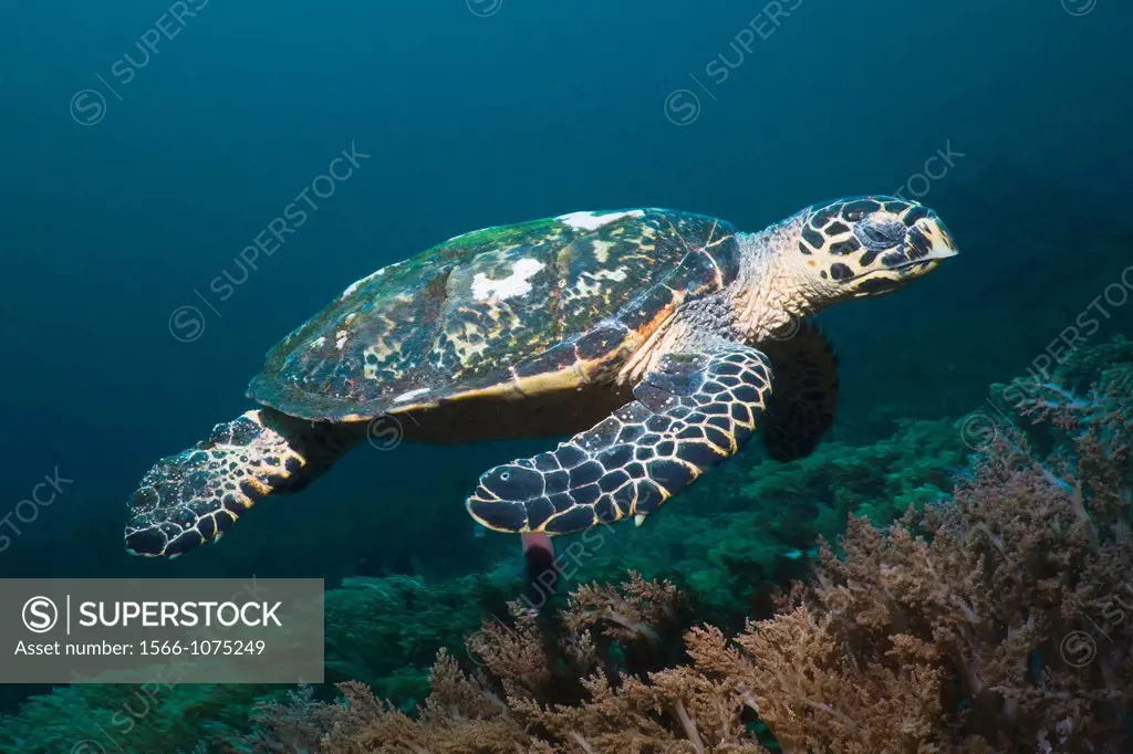 Hawksbill turtle Eretmochelys imbricata swimming over coral reef  Rinca, Komodo National Park, Indonesia