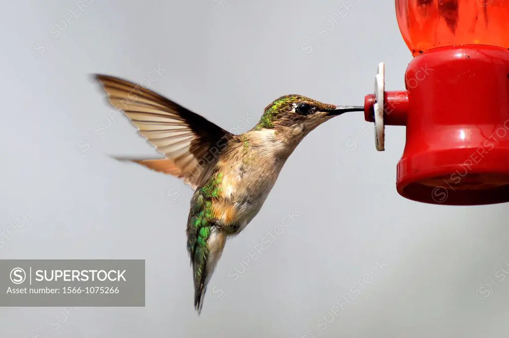 Hummingbird in flight at a home garden feeder