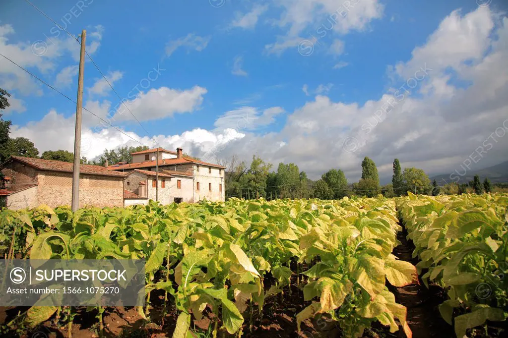 Santa Croce farm, Tobacco fields, Tiber valley, Tuscany, Italy, Europe