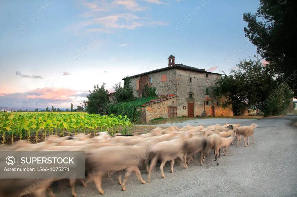 Santa Croce chapel, San Sepolcro, Sheep flock, Tuscany, Italy