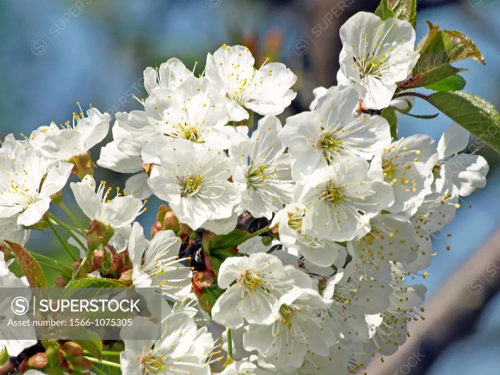 cherry tree flowers in spring