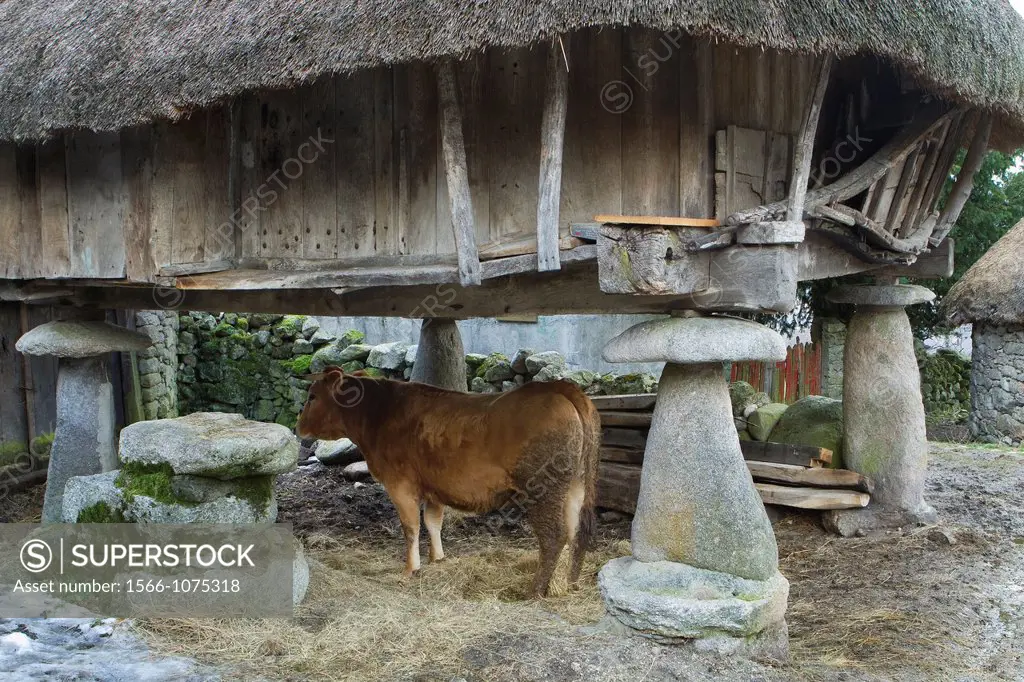 Cow under a typical ´horreo´ with vegetal roof rye, in Piornedo village, Sierra de Ancares  Lugo Province, Galicia  Spain