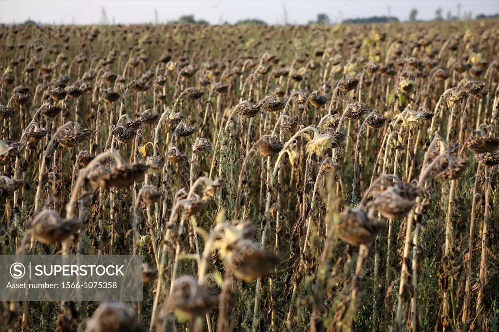 global warming resulting in failed crop sunflower production in southern bulgaria