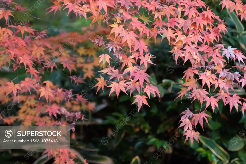 Japanese maple Acer palmatum leaves in autumn colors, Tsurugaoka Hachimangu Shrine, Kamakura, Kanagawa Prefecture, Japan