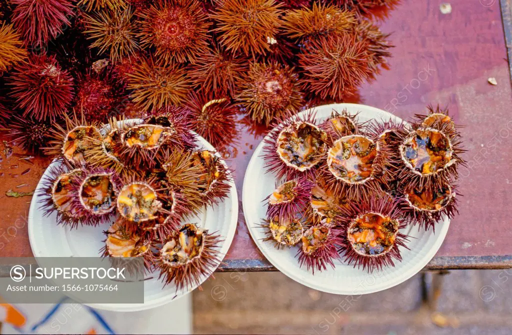 Sea urchins, Tarifa, Cadiz province, Andalusia, Spain