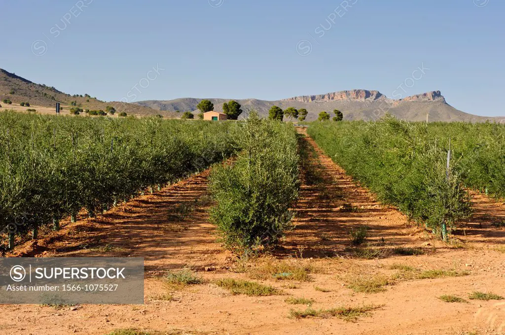 Olive trees under drip irrigation, Sierra del Segura, Hellín, Albacete province, Castilla-La Mancha, Spain