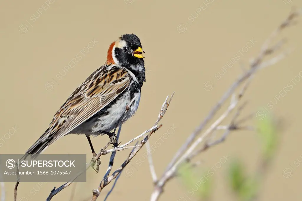 Male lapland bunting singing in the Tundra near Varanger Fjord, Norway.