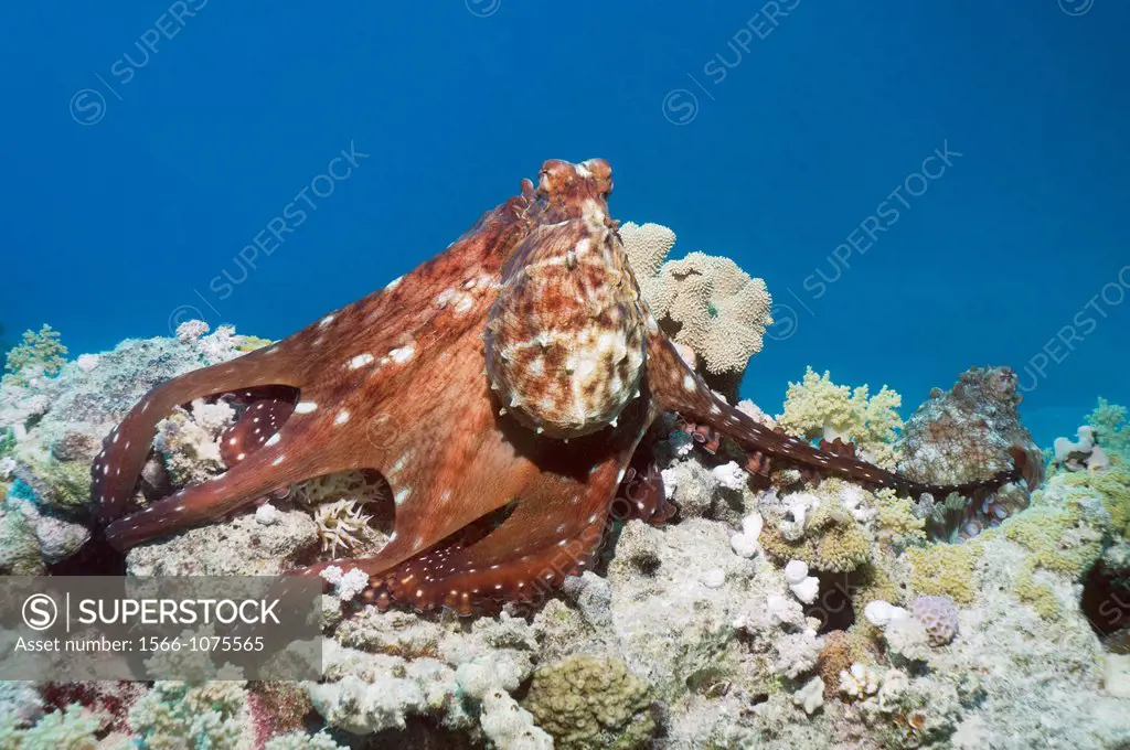 Day octopus Octopus cyanea stretching arm out to female to mate  Egypt, Red Sea