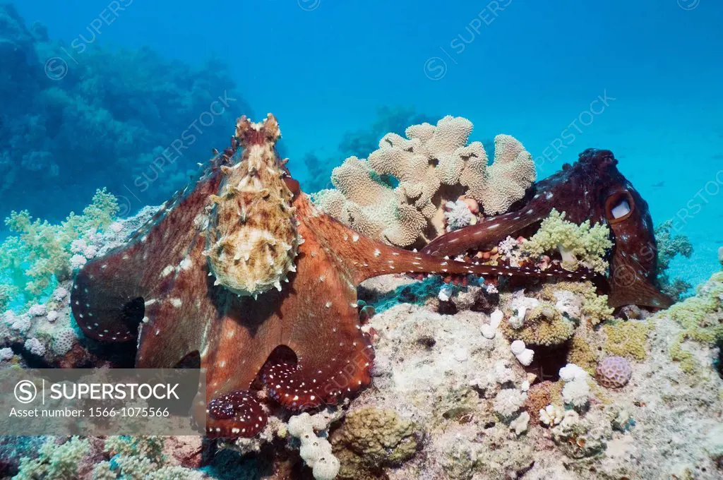 Day octopus Octopus cyanea stretching arm out to female to mate  Egypt, Red Sea
