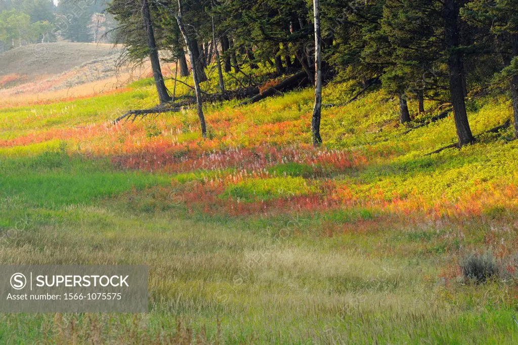 Late-summer fireweed and pines on the Blacktail Deer Plateau, Yellowstone National Park, Wyoming