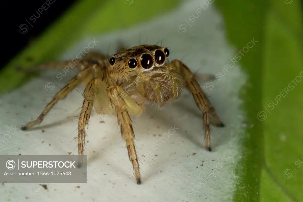 Jumping spider guiding its eggs. Image taken at Kampung Skdup, Sarawak, Malaysia.