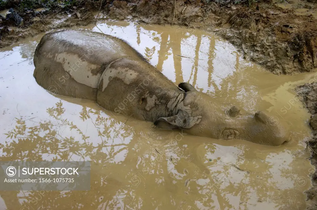 Female Sumatran rhino, Gelogob, named after the river in Sabah, Borneo where she was found  THis animal is blind due to sun damage on her retinas, is ...