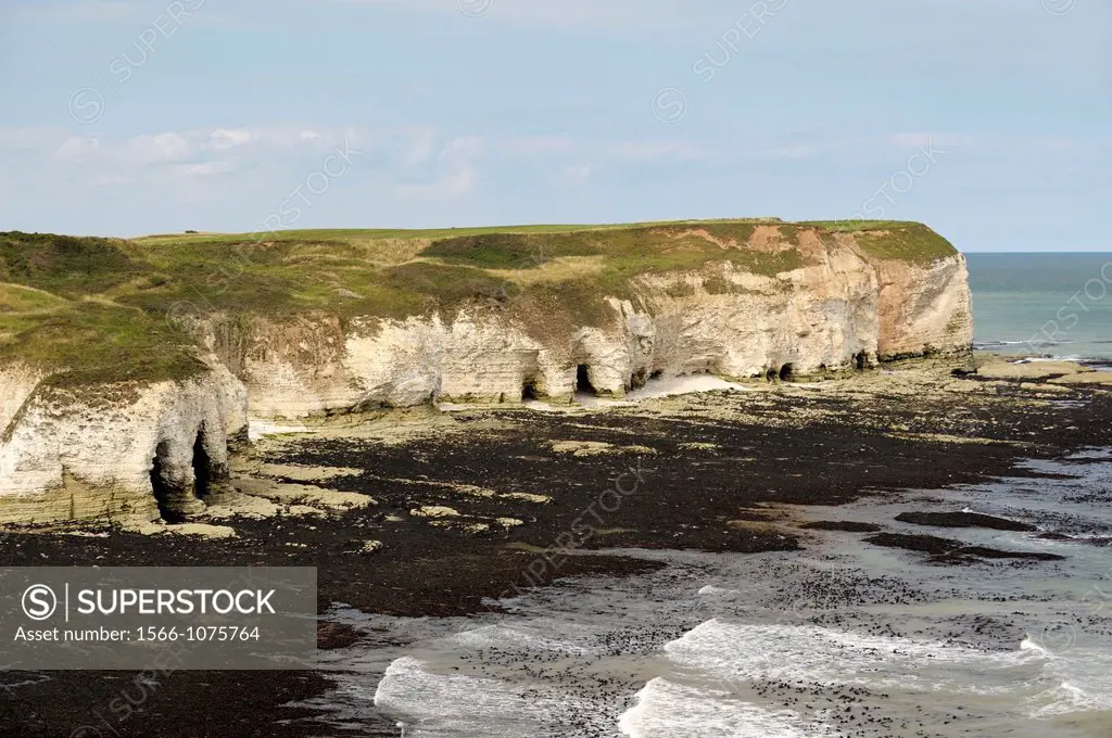 North over the chalk cliffs North Sea coast of Flamborough Head, East Yorkshire, England, UK  Low tide exposes shoreline seaweed