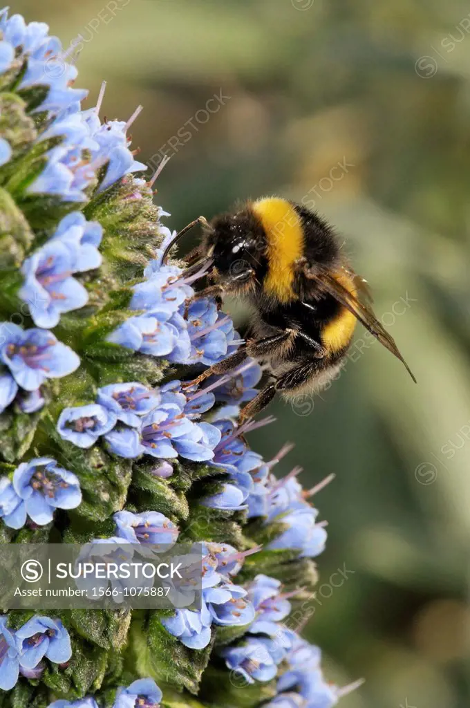 Bumblebee (fam. Apidae) on plant of Echium sp. (fam. Boraginaceae), Turó del Putget park, Barcelona, Catalonia, Spain