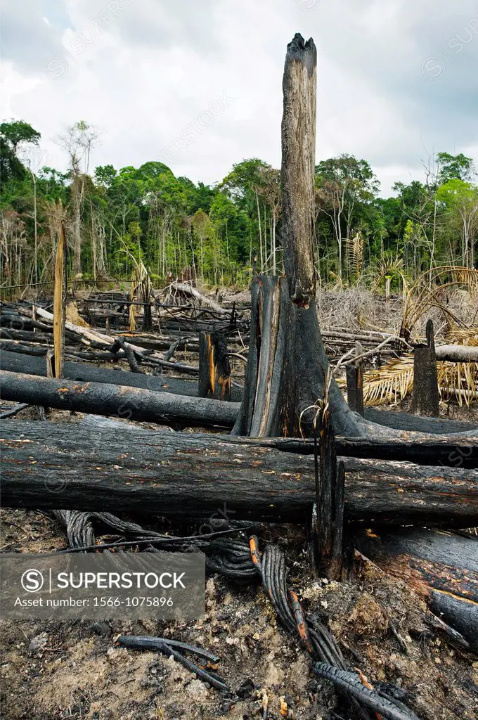 The Amazonian rainforest, the world´s largest, is under siege from illegal loggers who export its hard woods to the US, European Union, China and Japa...