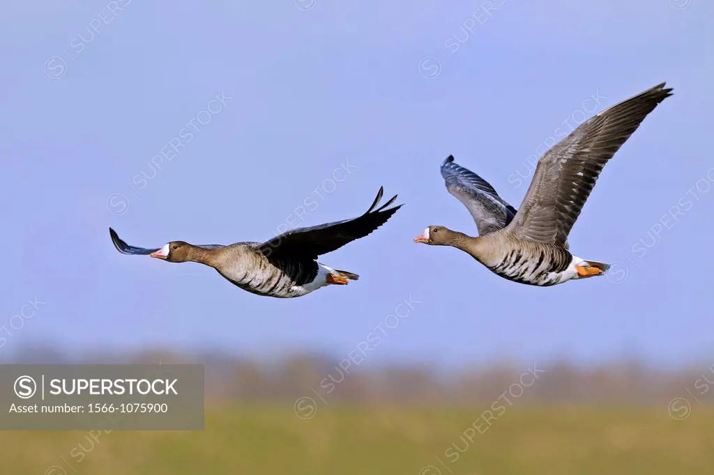 Two white-fronted geese (Anser albifrons) in flight at lower River Rhein, Germany
