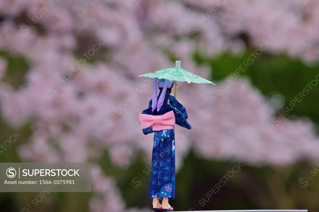 A small doll under the cherry blossoms on the Path of Philosophy
