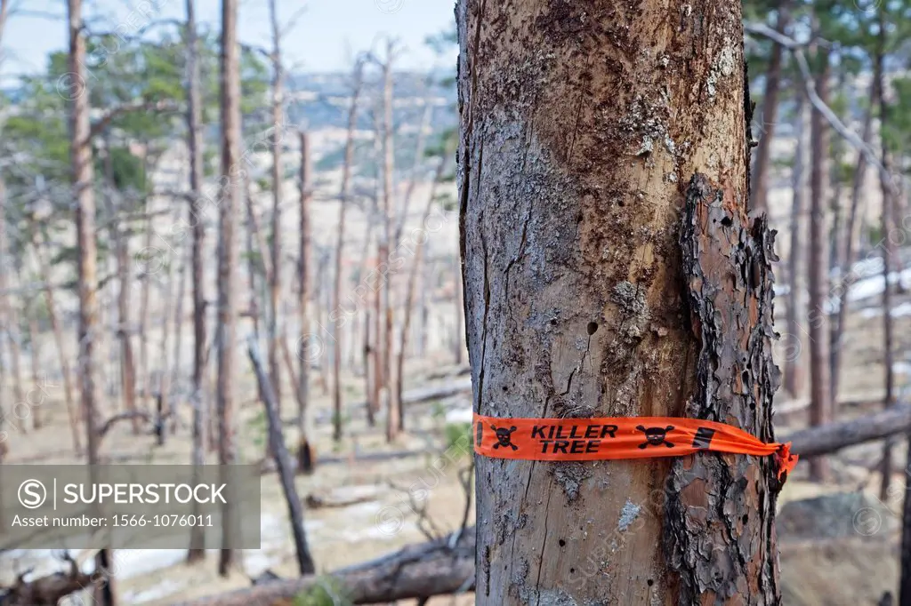 Hulett, Wyoming - A dead tree as a result of a forest fire at Devils Tower National Monument  The park service has marked it as a ´killer tree´ to be ...