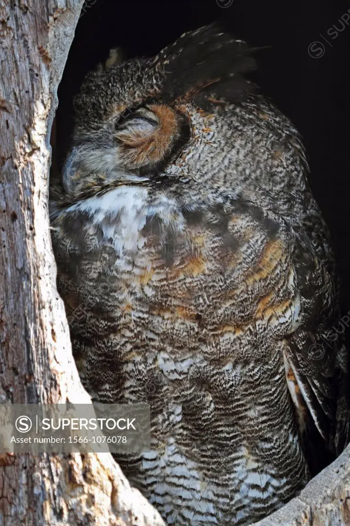 A sleeping Great Horned Owl, Bubo virginianus  Turtleback Zoo, West Orange, New Jersey, USA