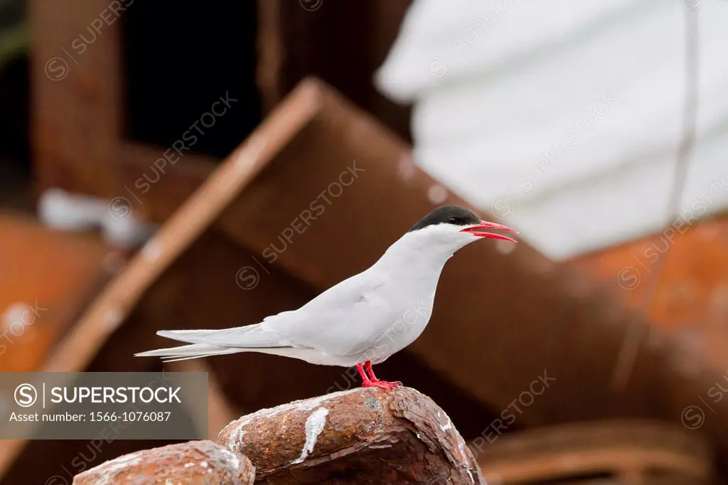 Antarctic tern Sterna vittata on the wreck of the Guvernoren in the Enterprise Islands, Antarctica, Southern Ocean