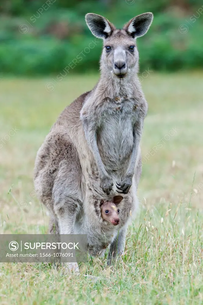 Eastern grey kangaroo Macropus giganteus, mother with joey small, young not weaned kid kangaroo, it is the second largest living marsupial and one of ...