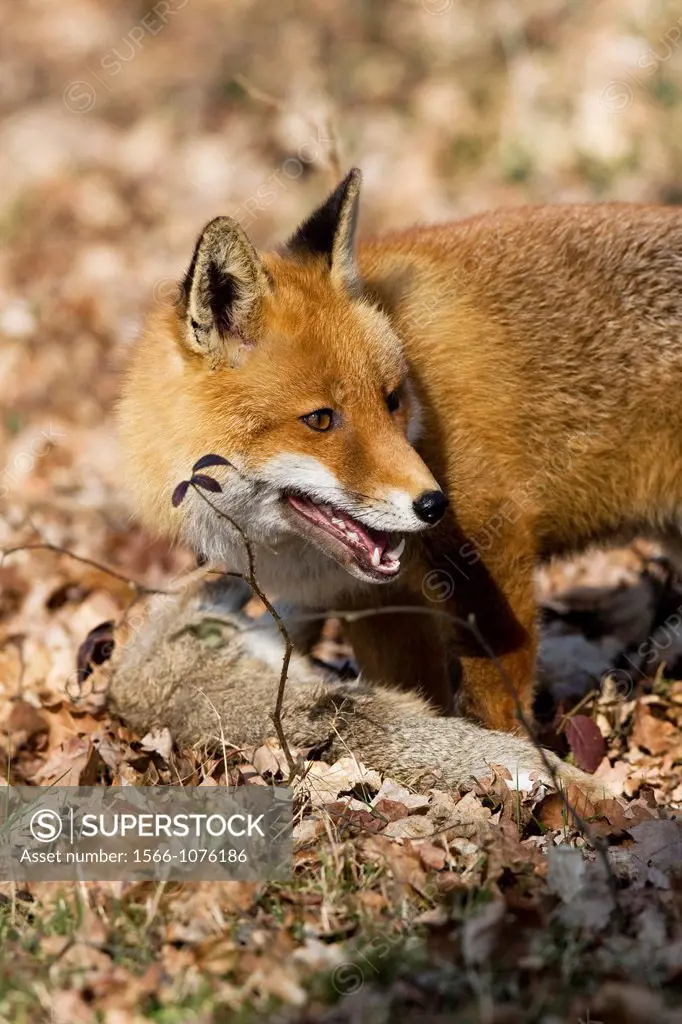 Red Fox, vulpes vulpes, Male hunting Wild Rabbit, Normandy