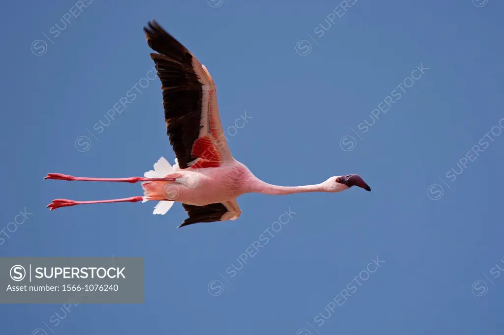 Lesser Flamingo (Phoenicopterus minor) flying over over Lake Nakuru. Lake Nakuru National Park , Kenya