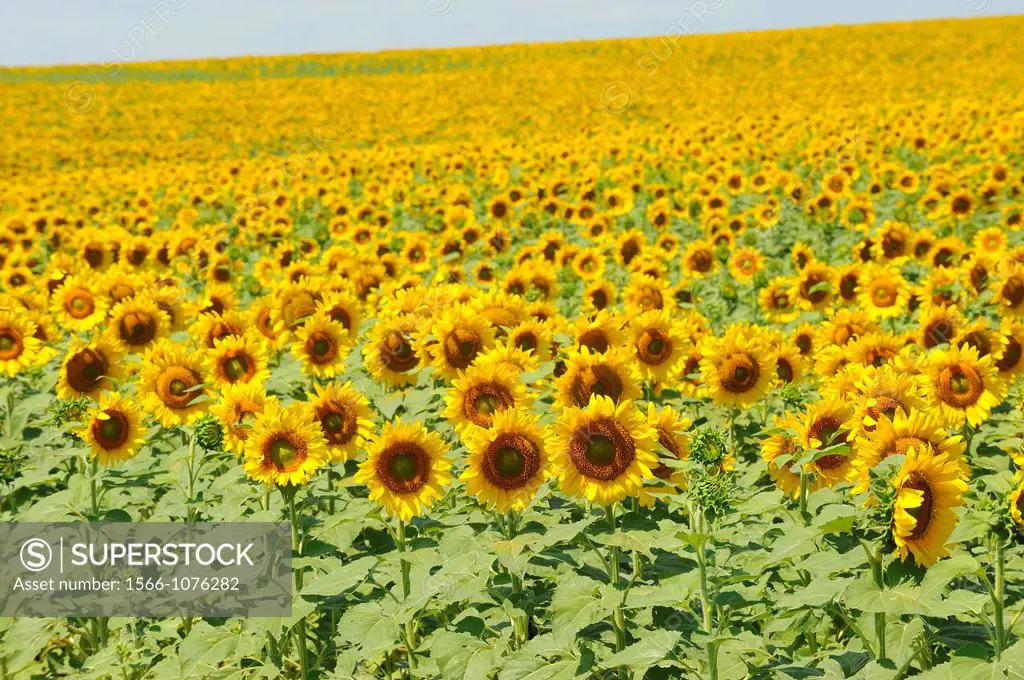 Yellow Sunflower field flower bright pattern South Dakota SD