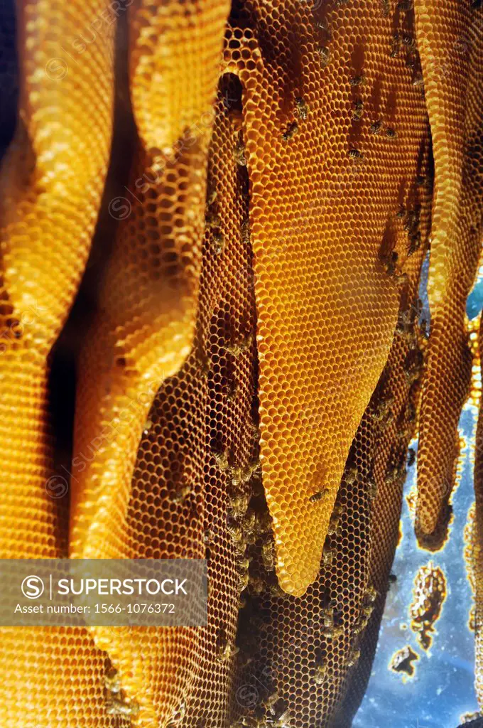 hive, La Miellerie, Beurrieres, Livradois-Forez Regional Nature Park, Puy-de Dome department, Auvergne region, France, Europe