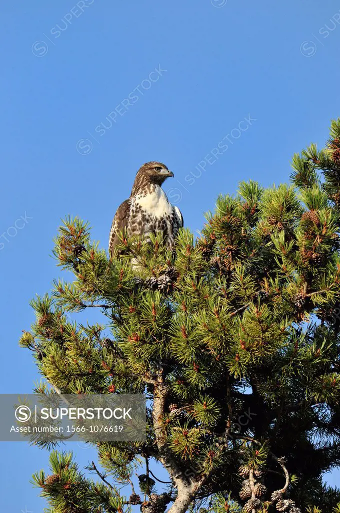 Red-tailed Hawk Buteo jamaicensis Juvenile specimen, Yellowstone NP, Wyoming, USA